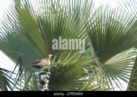 Geier mit Kapuze Necrosyrtes monachus auf einer Handfläche. Stockfoto