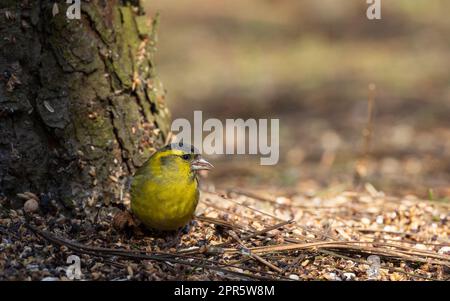 Eurasische Siskin (Spinus spinus) am Boden Stockfoto