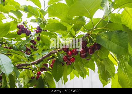 Leckere Kirschen (Süßkirschen) hängen an einem Kirschbaum Stockfoto