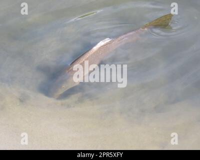 Fische schwimmen im Fluss und sonnen sich auf der Suche nach Essen Stockfoto