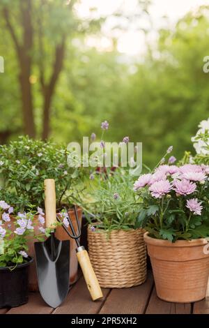 Verschiedene blühende Topfblumen und Kräuter, Gartengeräte und Werkzeuge Stockfoto