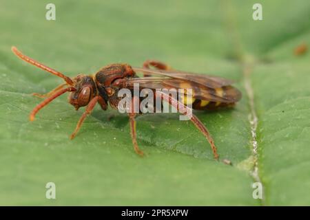 Natürliche Nahaufnahme einer farbenfrohen roten Frau der aromatischen Nomadenbiene, Nomada Flava auf grünem Blatt Stockfoto