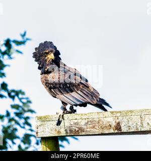 Der Bateleur (Terathopius ecaudatus) ist ein mittelgroßer Adler der Familie Accipitridae Stockfoto