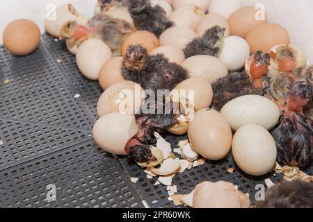 Brutküken, Hühnereier, Brutkasten für Eierschalen, Legehennen, Geflügelhaltung. Stockfoto