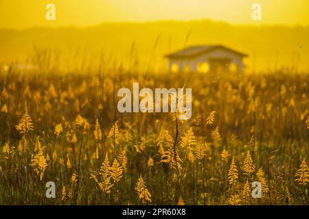 Japanische Pampas Gras Felder und die Sonne und das Haus Stockfoto