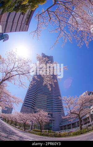 Sakura und Yokohama Minato Mirai Dächer voller Blüte Stockfoto