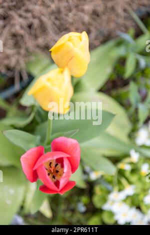 Rote und gelbe Tulpen auf einem Bett im Garten Stockfoto