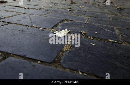 Trockenes Laub auf Schieferboden Stockfoto