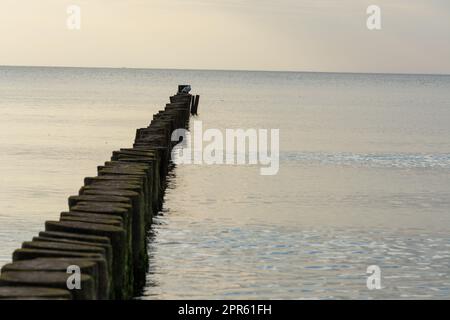 Möwen hoch oben auf einem hölzernen Wellenbrecher mit dem Meer im Hintergrund. Stockfoto