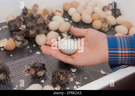Bauernhandbetrieb, der kleine Hühnereier vor dem Hintergrund von Hühnern im Inkubator und in der Geflügelzucht brütet. Stockfoto