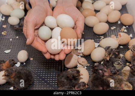 Bauernhände mit einem Haufen Hühnereier mit Küken im Inneren vor dem Hintergrund einer Bruttierfarm. Stockfoto