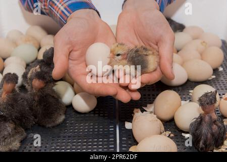 Die Hände eines männlichen Bauern halten ein Hühnerei und ein kleines flauschiges Küken neben einer Inkubation in einem Inkubator. Stockfoto