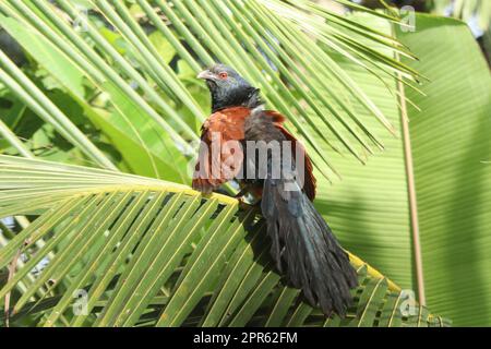 Greater Coucal nennt sich auch Chempoth, der auf einem Kokosnussblatt sitzt Stockfoto