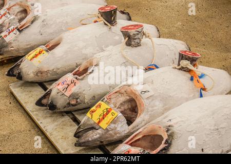 Auktion von Tsukiji Markt Thunfisch Stockfoto