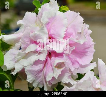 Petunienblüte (lateinische Petunien) Frottiersorten Cascade Orchid Mist Stockfoto