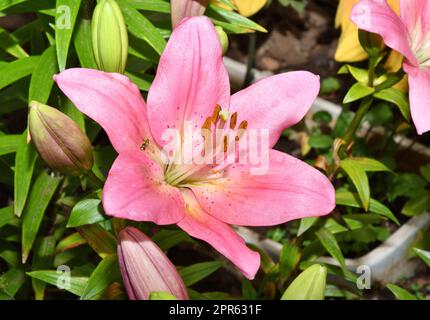 Blume Lily asiatische Hybridsorten Demeter hellrosa nach Regen Stockfoto