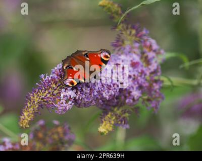 Pfau-Schmetterling sucht Nektar auf einer Buddleja davidii Stockfoto