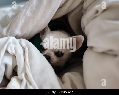 Chihuahua Hund schläft zu Hause auf dem Bett mit einer Decke bedeckt Stockfoto