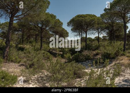 Landschaft des Donana Nationalparks in Andalusien, Spanien Stockfoto