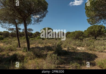 Landschaft des Donana Nationalparks in Andalusien, Spanien Stockfoto