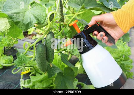 Frau, die mit dem Sprüher im Gewächshaus arbeitet. Gärtner im Atemschutzgerät, der sich um Gurkenpflanzen kümmert Stockfoto