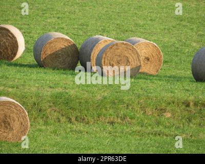 Große Stapel Strohfutter-Sammelfeld Stockfoto