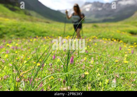 Unscharfe Wanderungen und Blüten im Vordergrund Stockfoto