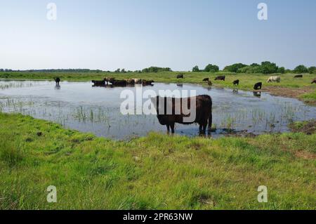 Rinderbestand im Naturschutzgebiet Geltinger Birk, Nieby, Schleswig-Holstein, Deutschland Stockfoto