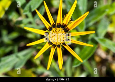 Nahaufnahme einer gelben Rudbeckia-Blume auf dunklem Hintergrund Stockfoto