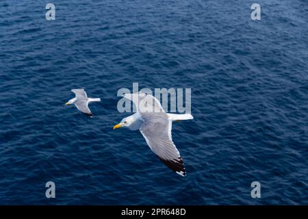 Europäische Silbermöwen Stockfoto