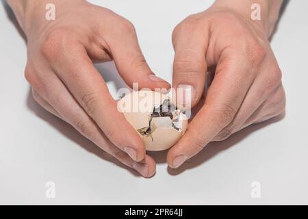 Die Hände des Bauern öffnen ein Hühnerbrüterei mit einem Küken im Inneren auf weißem Hintergrund, Geflügelzucht. Stockfoto