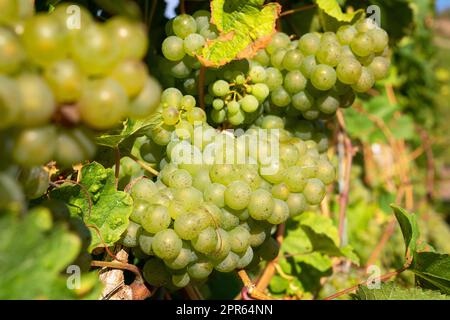 Gewöhnliche Weinrebe, Vitis vinifera Stockfoto