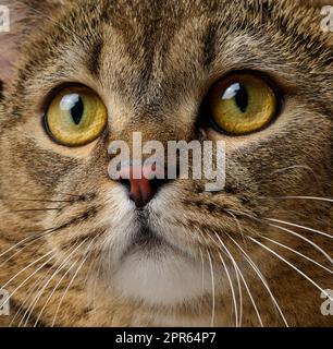 Porträt einer erwachsenen grauen schottischen geraden Katze auf schwarzem Hintergrund Stockfoto