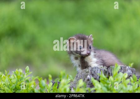 Süßer junger Marder, der draußen posiert. Stockfoto