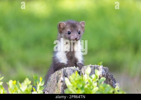 Süßer junger Marder, der sich draußen aufführt. Stockfoto