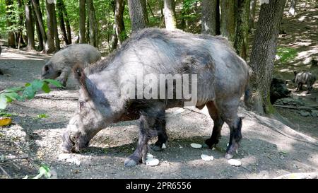 Ein Foto eines Wildschweins in der Natur Stockfoto