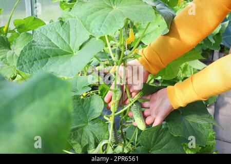 Frau Bäuerin Hände mit jungen Gurken auf Bauernhof Gewächshaus. Ökologischer Landbau, lokale biofarm, nachhaltiges Lebensmittelkonzept Stockfoto