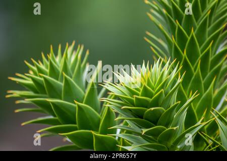 Green thorny leaves of araucaria araucana or monkey tail tree with sharp needle-like leaves and spikes of exotic plant in the wilderness of patagonia shows symmetric shape details of the green leaves Stock Photo