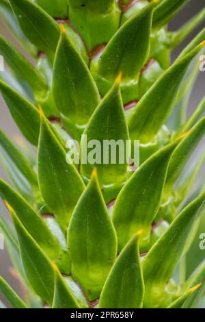 Grüne dornige Blätter von Aracaria araucana oder Affenschwanz mit scharfen nadelartigen Blättern und Spikes exotischer Pflanzen in der Wildnis patagoniens zeigen symmetrische Formdetails der grünen Blätter Stockfoto