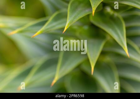 Grüne dornige Blätter von Aracaria araucana oder Affenschwanz mit scharfen nadelartigen Blättern und Spikes exotischer Pflanzen in der Wildnis patagoniens zeigen symmetrische Formdetails der grünen Blätter Stockfoto