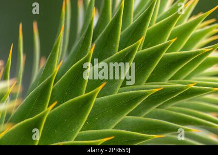 Green thorny leaves of araucaria araucana or monkey tail tree with sharp needle-like leaves and spikes of exotic plant in the wilderness of patagonia shows symmetric shape details of the green leaves Stock Photo