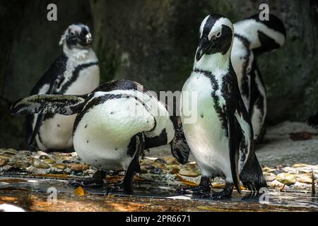 Humboldt-Pinguin, der auf dem Felsen steht Stockfoto