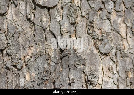 Baumrindenmakro mit feinen natürlichen Strukturen und raue Baumrinde als natürlicher und ökologischer Hintergrund zeigt eine wunderschöne Holzstruktur mit Narben und Schutz als Lebensraum für kleine Insekten Stockfoto