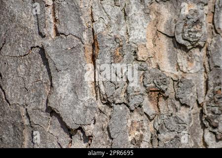 Baumrindenmakro mit feinen natürlichen Strukturen und raue Baumrinde als natürlicher und ökologischer Hintergrund zeigt eine wunderschöne Holzstruktur mit Narben und Schutz als Lebensraum für kleine Insekten Stockfoto