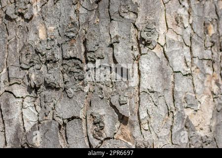 Baumrindenmakro mit feinen natürlichen Strukturen und raue Baumrinde als natürlicher und ökologischer Hintergrund zeigt eine wunderschöne Holzstruktur mit Narben und Schutz als Lebensraum für kleine Insekten Stockfoto