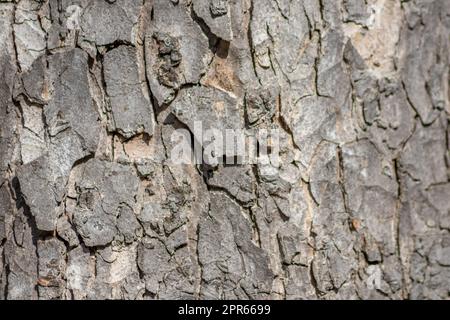 Baumrindenmakro mit feinen natürlichen Strukturen und raue Baumrinde als natürlicher und ökologischer Hintergrund zeigt eine wunderschöne Holzstruktur mit Narben und Schutz als Lebensraum für kleine Insekten Stockfoto