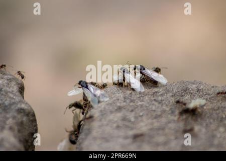 ANT Hochzeitsflug mit fliegenden Ameisen wie neuen Ameisenköniginnen und männlichen Ameisen mit gespreizten Flügeln paaren sich als nützliches Insekt für die Reproduktion in Makro-Niederwinkelblick formikale Nestkolonie neue Insektengesellschaft Stockfoto