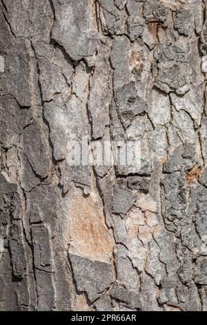 Baumrindenmakro mit feinen natürlichen Strukturen und raue Baumrinde als natürlicher und ökologischer Hintergrund zeigt eine wunderschöne Holzstruktur mit Narben und Schutz als Lebensraum für kleine Insekten Stockfoto