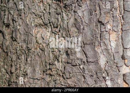 Baumrindenmakro mit feinen natürlichen Strukturen und raue Baumrinde als natürlicher und ökologischer Hintergrund zeigt eine wunderschöne Holzstruktur mit Narben und Schutz als Lebensraum für kleine Insekten Stockfoto