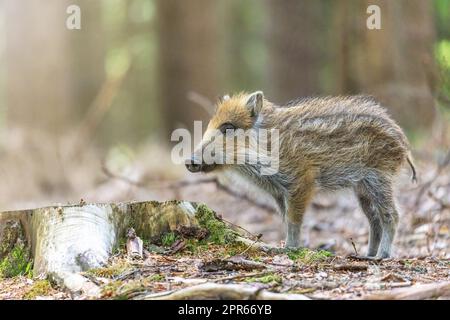 Junge Wildschweine posieren im Wald Stockfoto